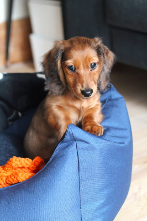Meet Chip, our Dachshund Puppy